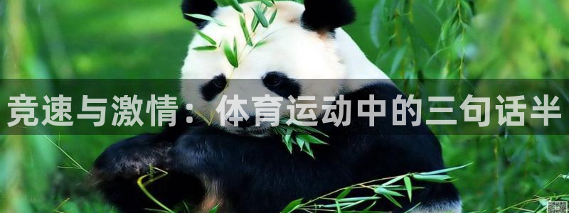 球速体育